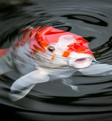 a red and white fish swimming in the water at Kokyang Estate by TropicLook in Nai Harn Beach