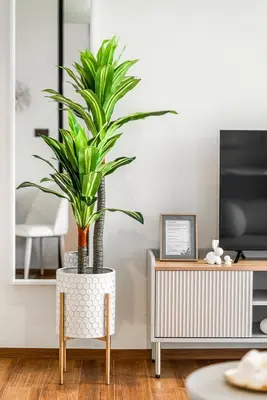a plant in a vase in a living room at Title Halo Modern Line Pool View Gym Sauna in Nai Yang Beach