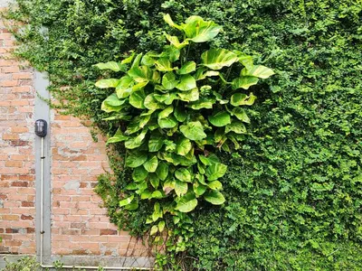 a large green bush on a brick wall at RYB Hostel Phuket in Ban Lo Long