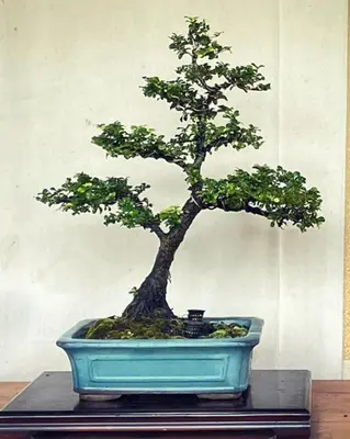 a bonsai tree in a blue pot on a table at IHOC - Phuket OldTown in Ban Lo Long
