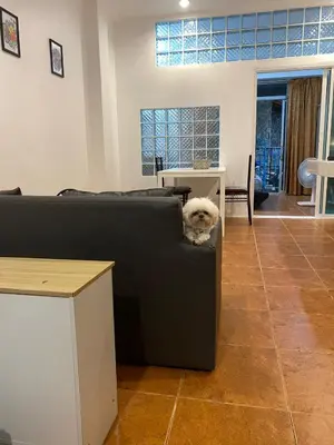 a dog sitting on the back of a couch at Bestin Karon 1 - Apartment GF- 1 min from Karon beach in Karon Beach