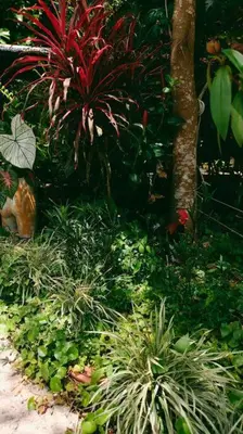 a garden with plants and a red plant at Bangtao Wooden house resort and cafe in Ban Thalat Choeng Thale