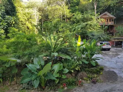 a garden with a lot of plants and a house at Bangtao Wooden house resort and cafe in Ban Thalat Choeng Thale