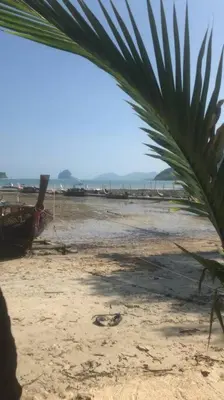a palm tree sitting on a beach next to a beach at Cancel in Phang-nga