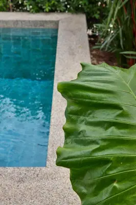 a large green leaf next to a swimming pool at Phuket Paradise Retreat in Phuket Town