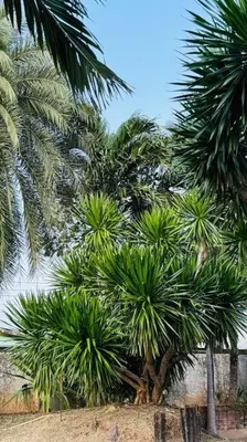 a group of palm trees in front of a building at Vela House Phuket in Changwat Phuket