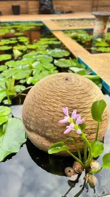 a plant in a pond with a flower in it at Vela House Phuket in Changwat Phuket
