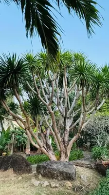 a palm tree with a rock in front of it at Vela House Phuket in Changwat Phuket