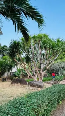 a palm tree with a person standing next to it at Vela House Phuket in Changwat Phuket