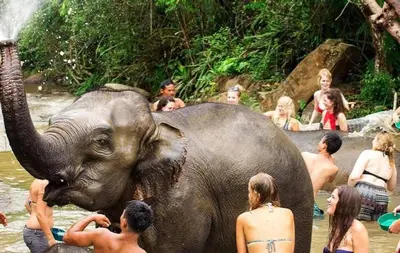 a group of people bathing an elephant in the water at West facing 3br Boutique Pool Villa in Phuket Town