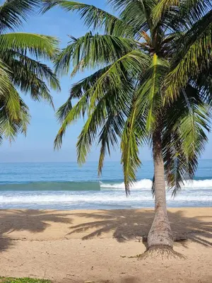 a palm tree on a sandy beach near the ocean at Penthouse Seaview poolview 140sqm panoramic B43 in Kamala Beach