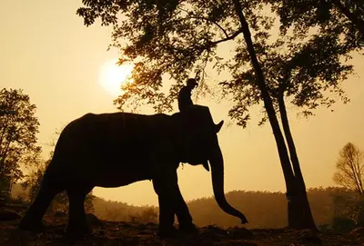 a man is riding on the back of an elephant at Songbird Suites - Deluxe 2 Bedroom, 2 Bathroom Apt in Ban Khlong Haeng