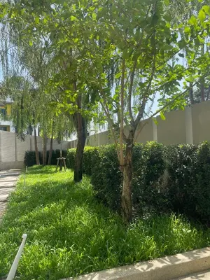 two trees in the grass next to a building at Prime Location46 sqm Room, King-Size Bed in Ao Nang Beach