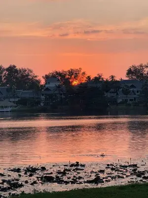 a group of ducks in the water at sunset at Cassia Residences 1BDR Lake view in Laguna Phuket