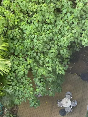 a green bush with a teddy bear in front of it at Karon rooftop pool condo in Karon Beach