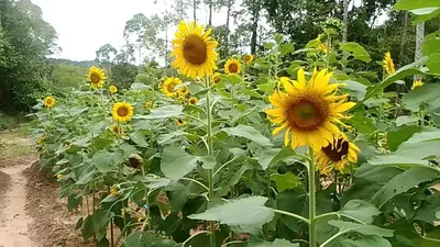a field of sunflowers on a dirt road at Esmeralda View Resort - SHA Extra Plus in Ko Yao Yai