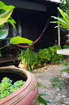a pot filled with plants in a garden at Tropical Hostel in Phi Phi Don