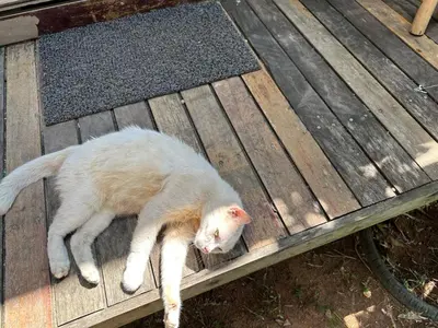 a white cat laying on a wooden bench at Cashew Garden House in Chalong