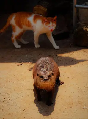 a cat standing next to a beaver on the ground at Villa Tha Maphrao in Ban Pa Khlok