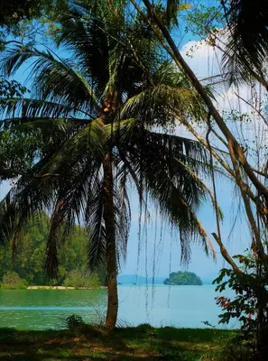 a palm tree in front of a body of water at Villa Tha Maphrao in Ban Pa Khlok