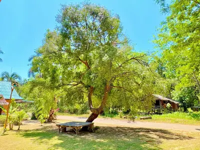 a bench under a tree in a park at Abir Homestay Koh Yao Yai in Ban Phlu Nai