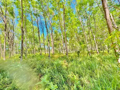 a path through a forest with tall grass and trees at Abir Homestay Koh Yao Yai in Ban Phlu Nai