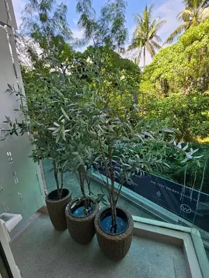 three potted trees in pots on a window sill at The City Condo Near Central Fest Phuket, Pool view in Ban Sam Kong
