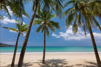 a group of palm trees on a beach at 1BR Pavilion Natural Park P07 Kamala Beach in Kamala Beach