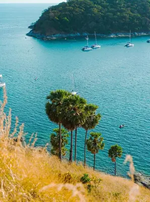 a group of palm trees on a hill near the water at Midori Rawai Hotel in Ban Saiyuan (1)