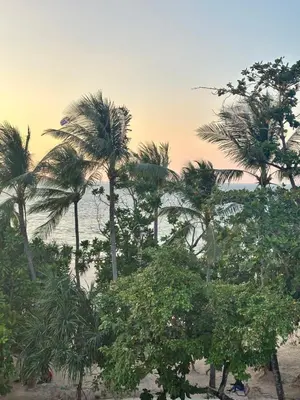 a group of palm trees on the beach at Sparta beachfront patong in Patong Beach