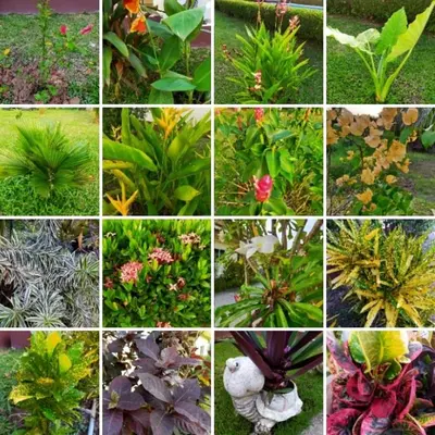 a collage of pictures of plants and flowers at Orchidilla Residence Phuket Mai Khao Beach - SHAPlus in Mai Khao Beach