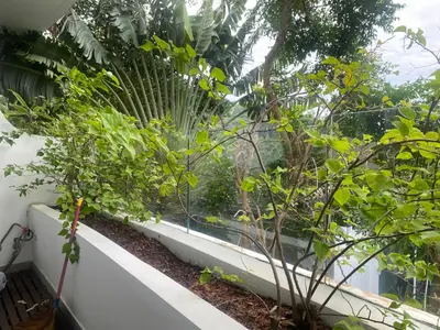 a garden with trees and plants on a balcony at Cristians lägenhet in Kata Beach