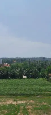 a field of crops with palm trees in the background at Lovely Mai Khao studio room in Mai Khao Beach