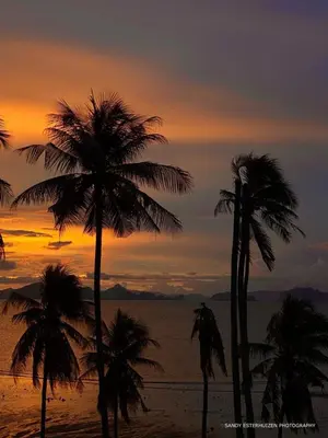 a group of palm trees on a beach at sunset at Villa Miyoko Ko Yao Noi Enjoy nature's beauty and stunning sunsets in Ko Yao Noi