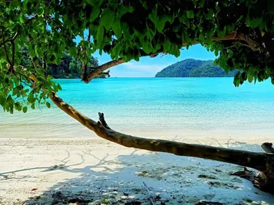 a tree branch on a beach with the ocean at Eco Phuket old town in Ban Lo Long