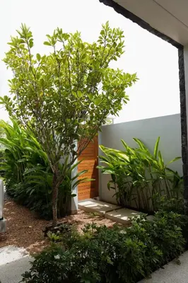 a small tree in front of a building with plants at Villa Altessa 3BR Modern Loft II Botanica in Ban Pak Lak