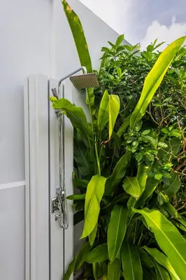 a plant next to a door with a shower at Botanica Foresta B10 in Ban Nong Chaeng