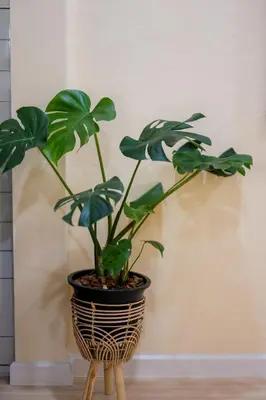 a potted plant sitting on a wooden stand at Kamala Beach House, 7-Min Walk to Beach in Kamala Beach