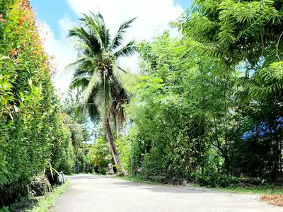 a road with palm trees on the side of it at Village Beach House II in Patong Beach