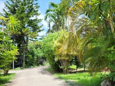 a dirt road with palm trees on the side at Village Beach House IV in Patong Beach