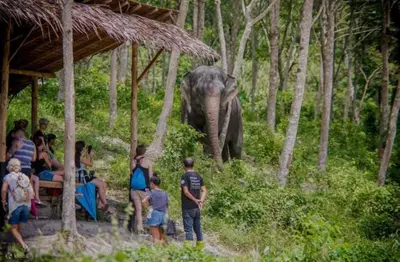 a group of people watching an elephant in the forest at The Kris Luxury in Patong Beach