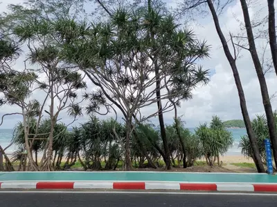 a group of trees on the side of a road at 8 Floor - Mountain view Studio room at TBHR near Kata beach in Kata Beach