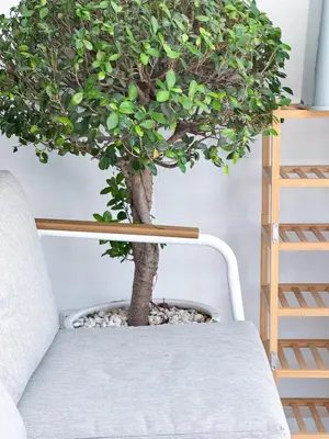 a tree in a pot next to a couch at Townhouse Bellano 3BR FamilyLaguna Park Bang Tao in Laguna Phuket