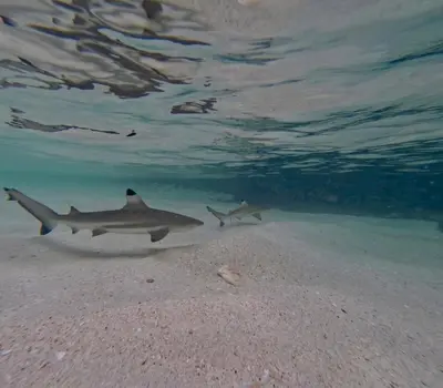 two sharks swimming in the water on the beach at Sweed Dee Love Hostel in Phi Phi Don