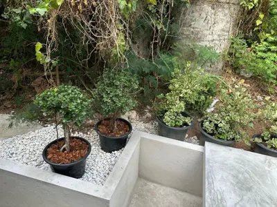 a group of potted plants sitting on top of gravel at Bestin Karon 2 in Karon Beach
