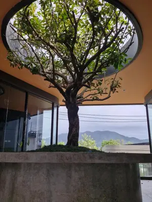 a tree in front of a building with a window at Bellevue Lagoon Phuket 212 Bang tao operated by OK Group in Laguna Phuket