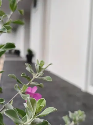 a purple flower sitting next to a plant at Le Wadee Residence in Bang Tao Beach