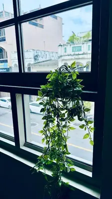a plant sitting in front of a window at Village 40 Phuket Old Town in Phuket Town