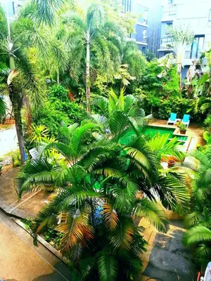 a view of a garden with palm trees and chairs at Relife apartments Большая квартира с панорамным видом на горы на Най Харне in Phuket Town