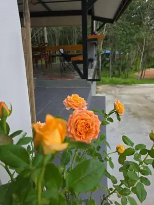 a group of orange roses in front of a building at The Simple Place - King and Twin in Klong Muang Beach